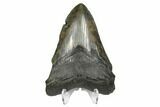 Fossil Megalodon Tooth - South Carolina #168142-2